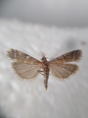 Delplanqueia dilutella