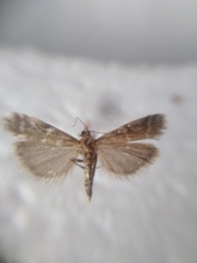 Delplanqueia dilutella