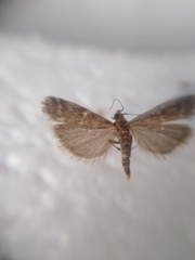 Delplanqueia dilutella