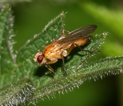 Cordilura