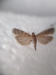 Delplanqueia dilutella