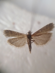 Delplanqueia dilutella