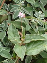 Boerhavia repens