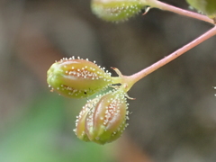 Boerhavia repens