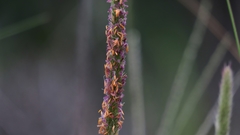 Setaria incrassata