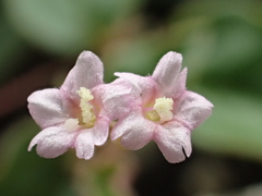 Boerhavia repens