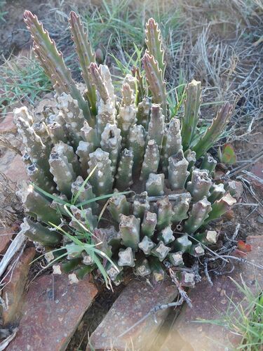 Ceropegia pulvinata