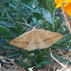 Palaeaspilates inoffensa