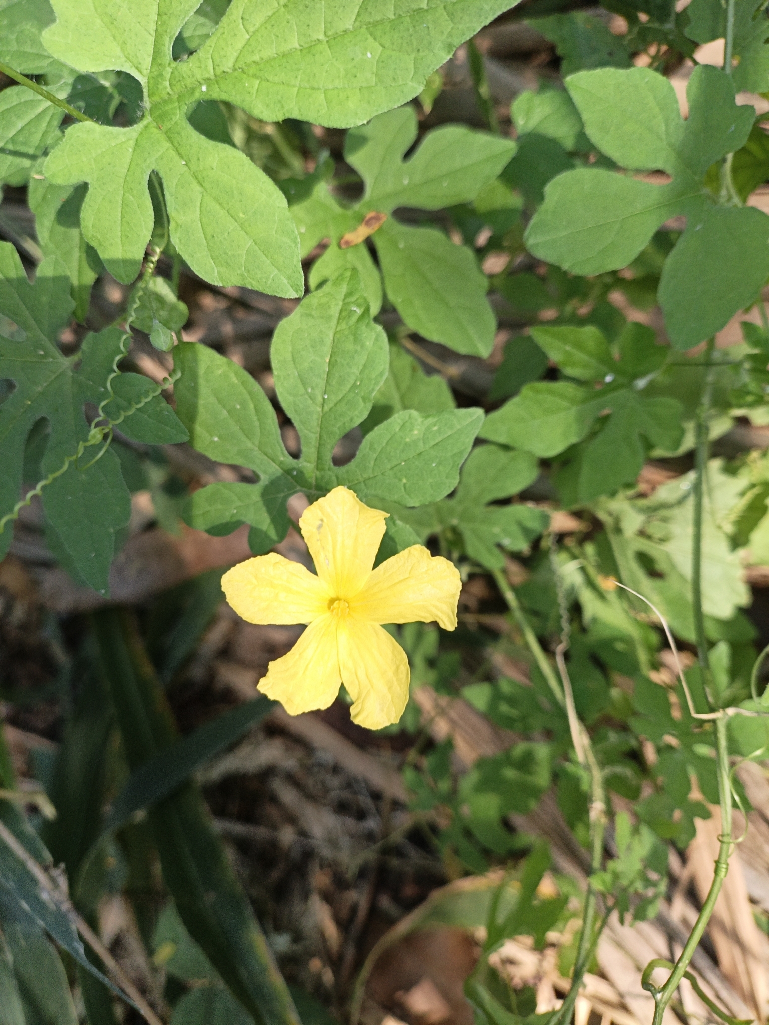 Momordica charantia