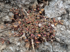 Kalanchoe garambiensis