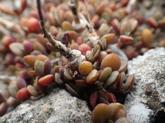 Kalanchoe garambiensis