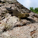 Tropical Thornytail Iguana - Photo (c) Questathon50, some rights reserved (CC BY-SA)