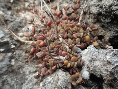 Kalanchoe garambiensis