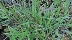 Setaria incrassata