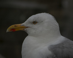 Larus michahellis michahellis
