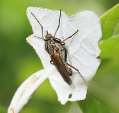 Empis tessellata
