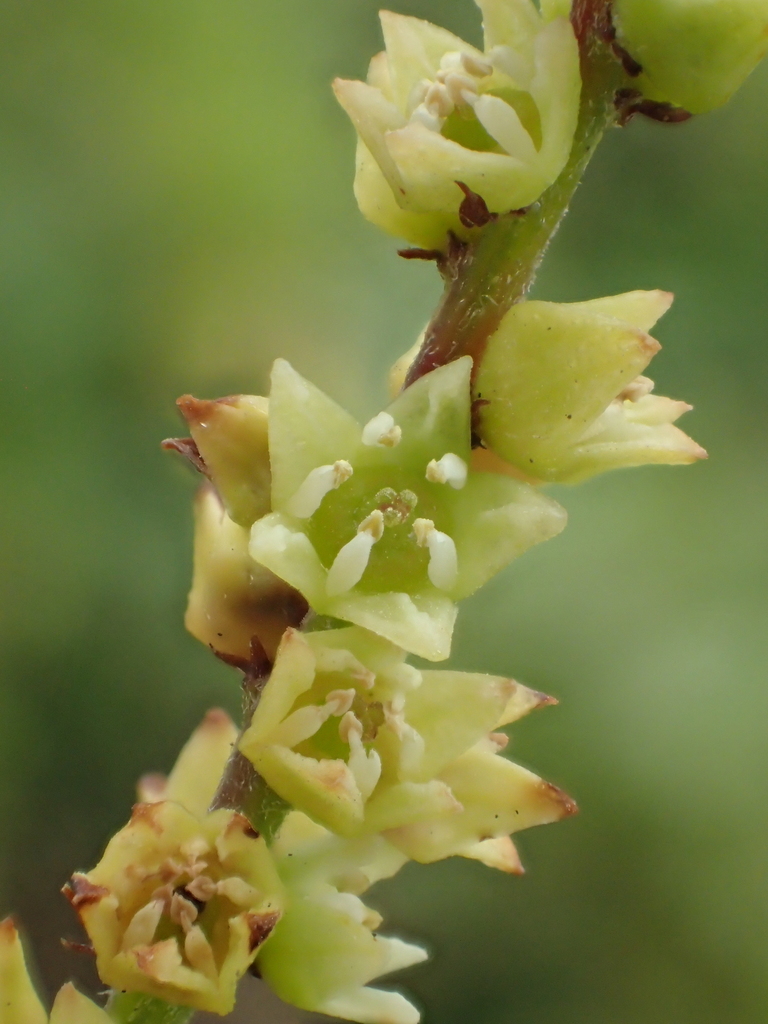 Sageretia thea — an easy houseplant, prefers full sun light