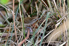 Uropsila leucogastra