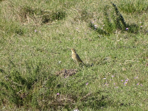 Plain-backed Pipit (Anthus leucophrys), photo 4