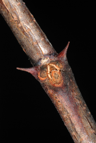 Robinia hispida