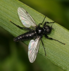 Bibio leucopterus