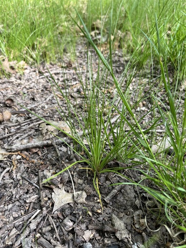 Isoetes melanopoda, 2026-04-26