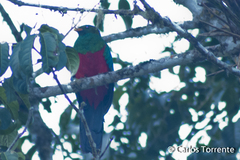 Pharomachrus antisianus