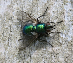 Gymnocheta viridis