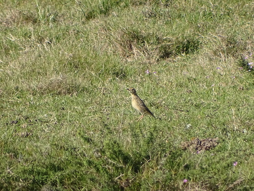 Plain-backed Pipit (Anthus leucophrys), photo 3