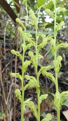 Platanthera minor