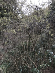 Stachyurus praecox
