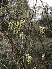 Stachyurus praecox