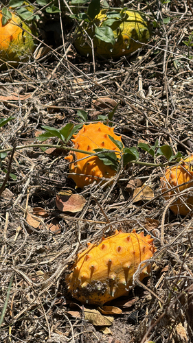 Horned Melon