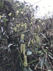 Stachyurus praecox