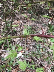 Rubus palmatus