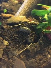 Armadillidium depressum