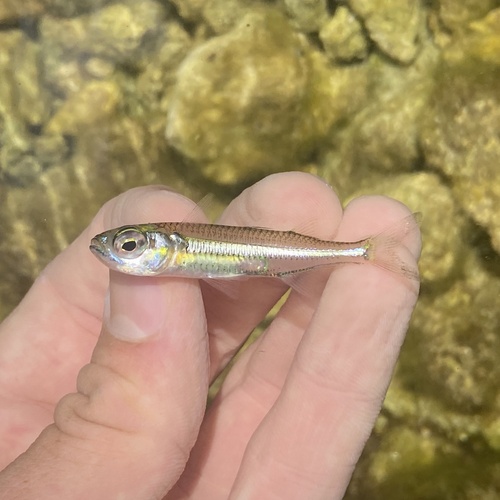 Atherinomorus stipes