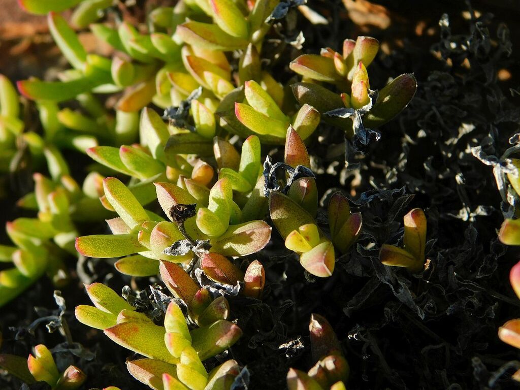 Ruschia lineolata (Haw.) Schwantes 3