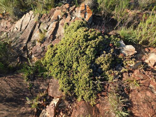 Ruschia lineolata, photograph 4