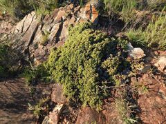 author not stated, no rights reserved Ruschia lineolata, photograph author not stated, no rights reserved