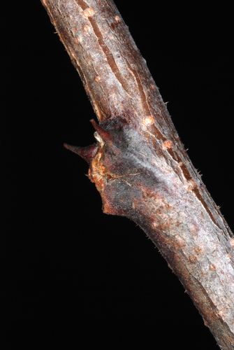 Robinia hispida