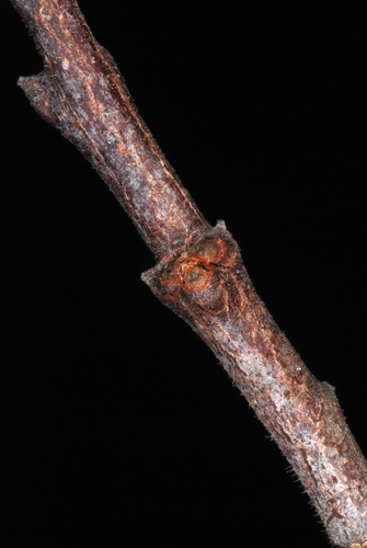 Robinia hispida