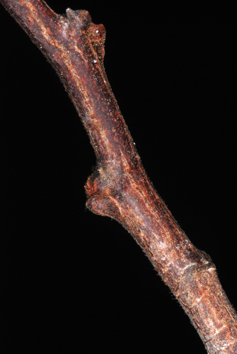 Robinia hispida