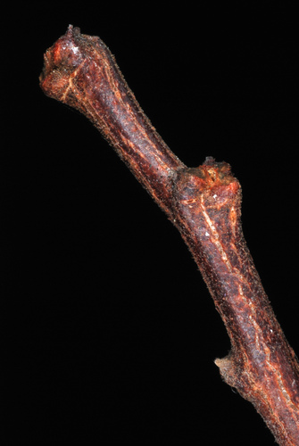 Robinia hispida