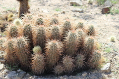 Echinocereus engelmannii