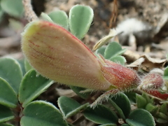 Tephrosia obovata