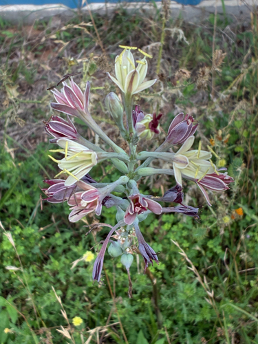 Agave maculata