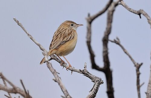 iNaturalist image