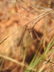 Lestes concinnus