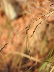Lestes concinnus